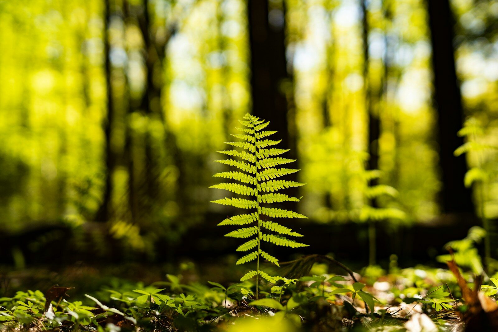fougeres alignée dans la forêt