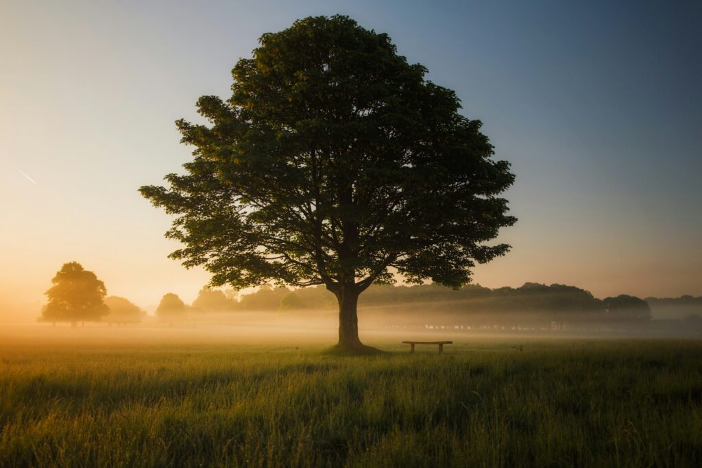 Arbre avec tronc et racines — illustration de l'arbre en Numérologie Stratégique® et de l'objectif de vie